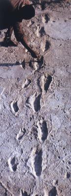 Traces dites "homologuées", car elles cadrent parfaitement avec le dogme ; elles ont été trouvées dans le site de Laetoli en Tanzanie et datent de 3,8 millions d'années. Ce sont les pas laissés dans la boue par un(e) adulte et un enfant, qui ont ensuite été recouverts par des cendres volcaniques et que l'érosion a finalement découverts. 