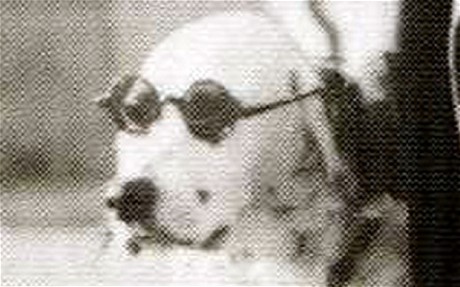 Le célèbre chien de Finlande qui défia les officiers nazi.