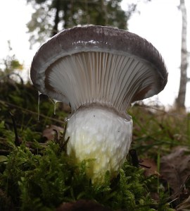Une nouvelle variété de champignon ...en mutation.