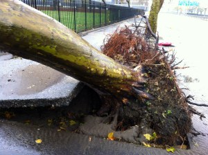 Les champignons en mutations dévorent les racines des arbres dans le sol...et ceux-ci s'abatrtent au sol.