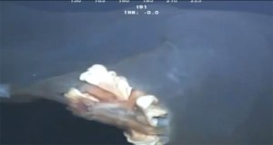 Un monstre marin ,une nouvelle mutation ou...quoi?