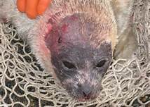 Les terribles radiations frappent  très loin du site.