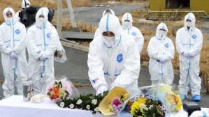 Ces fleurs servent aux biologistes à capturer des papillons dans la zone irradiée.