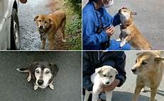 Il y a une multitude d'animaux abandonnés dans la zone irradiée.