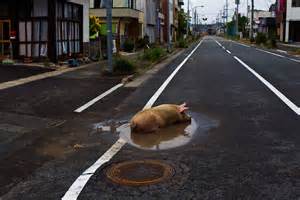 Dans la zone irradiée,un porc évadé se prélasse dans un trou d'eau.