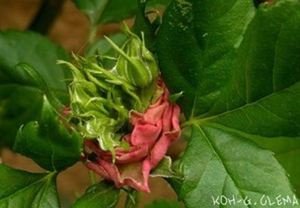 Mutation accélérée sur les plantes de Fukushima.