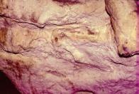 Mammouth et...dinosaure?