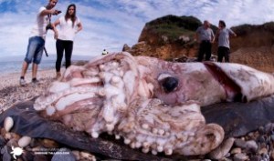 Un calmar de 400 livres.