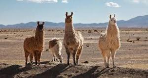 Llamas están entre mis animales favoritos.  Ser joven, soñaba con la cría.