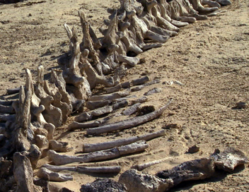 Ossements de dinosaures/Dinosaurs bones