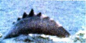 Photo prise le  10 janvier 2006 sur le fleuve Amazone,au Brésil par Stephen Wagner.