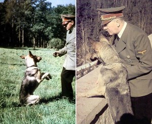 Le dictateur est photographié avec ses deux bergers allemands Blondi et Bella. Il est connu pour avoir tué son chien Blondi plusieurs minutes avant  son  suicide "officiel" dans le  Führerbunker en 1945.