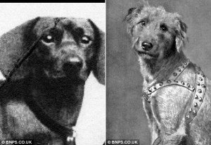 Los Nazis trataron de enseÃ±ar a los perros a leer y hablar  06