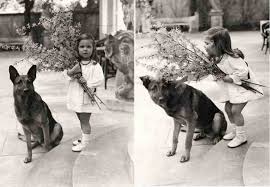 Blondi avec Olga Goebbels qui sera exécuté plus tard par son père dans le Fûhrerbunker.