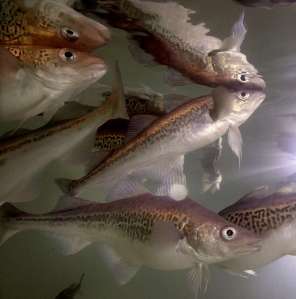 Goberge de l'Alaska montrent des problèmes comportementaux similaires à ceux trouvés dans clowns lorsqu'ils sont exposés à des niveaux élevés de CO 2 . Qui soulève des préoccupations au sujet de la pêche à la goberge $ 1000000000-un ans du Pacifique Nord, qui représente la capture de la moitié des  poissons américains. 