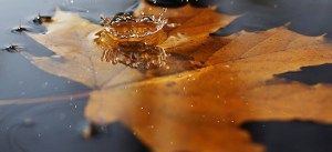 Feuille d'érable dans l'eau