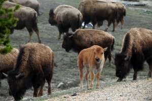 Toutes mes pensées vont  vers ces superbes Bisons du Parc de Yellowstone.Je leur souhaite de vivre le plus longtemps possible./ All my thoughts are with these great Bisons Park Yellowstone.Je wants them to live as long as possible.