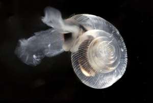 Cette ptéropode, aussi connu comme un papillon de mer, vient de Puget Sound. Les petites créatures à carapace sont une source de nourriture importante pour de nombreux poissons et oiseaux marins. Les coquilles de ptéropodes sont déjà s'érodent dans l'Antarctique, où la chimie de l'eau n'est pas aussi mauvaise qu'elle l'est dans certaines parties du nord-ouest Pacifique. 