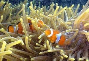 Poisson clown nagent dans une anémone près de l'île Dobu, Papouasie-Nouvelle-Guinée. CO 2 peut modifier la façon dont clowns voir, entendre et sentir, ce qui augmente le risque de décès. 
