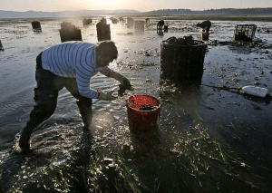  Un travailleur récolte des huîtres de Goose Point Oyster Co. la famille Nisbet dans Willapa Bay. Après l'acidification des océans a commencé à tuer des milliards d'huîtres de bébé le long de la côte de Washington, à la fois dans la nature et dans les écloseries où les Nisbets acheté leurs naissains d'huîtres, la famille a pris une mesure radicale. Ils ont ouvert une écloserie à Hawaii. 