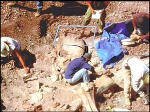 Géants crânes et ossemens 003