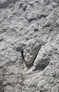 Empreintes de dinosaures