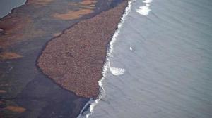 35-000-morses-echoues-sur-une-plage-en-alaska