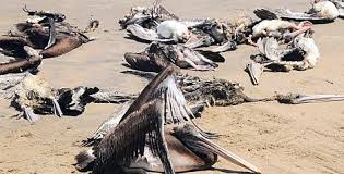 Le 6 mai 2012,en moins de deux semaines, 1500 pélicans ont été retrouvés morts sur près de 200 km de côtes à Piura. 