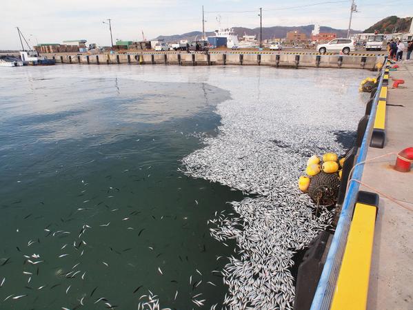 Près d'Hokkaîdo,c'est tout le litoral qui   témoignait de la mort massive de milliers de poissons,surtout des sardines.