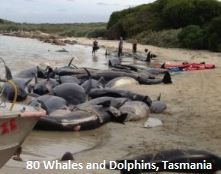 Ce sont des centaines de baleines et de dauphins qui se sont échoué en Tasmanie depuis le début de 2014.