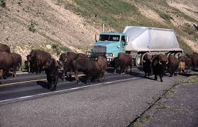 Les magnifiques bisons de Yellowstone.