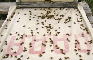 Un drap blanc positionné devant les ruches permettait de compter les mortalités. Après autopsie, près de 25 % des abeilles mortes contenaient des néonicotinoïdes. © Olivier Samson-RobertDes effets sur les abeilles... et les humains?