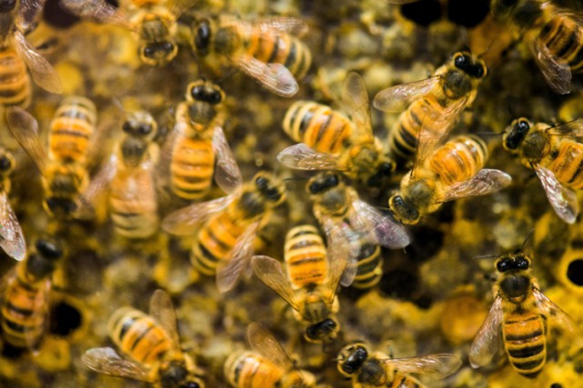 L'abeille:l'insecte le plus important dans la polinisation des plantes sur Terre.