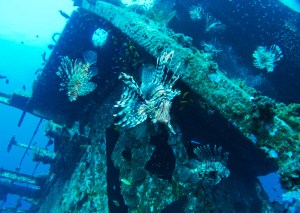 Une épave de la mer Rouge du Nord.
