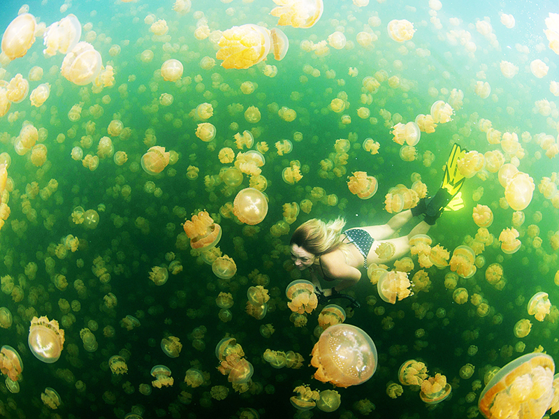 Le lac aux Méduses de Palau Si vous voulez découvrir le vraiment exotique, puis Jellyfish Lake à Palau ne devrait pas décevoir. Le lac est situé sur l'île de Eil Malk, qui fait partie des îles rocheuses dans le Lagon sud de Palau. Le lac isolé est relié à l'océan par de petits tunnels dans l'ancien récif Miocène et abrite une énorme armée de méduses or qui migrent à travers l'eau sur une base quotidienne. Le lac est également ouvert aux touristes, qui ont la possibilité de nager avec les méduses pour un laissez-passer de 100 $. Bien que les méduses ne contiennent picotements cellules, ils sont très faibles et pas assez puissant pour causer de graves dommages à la peau humaine. Jellyfish Lake est un endroit vraiment unique et sans aucun doute l'une des merveilles sous-marines du monde. 