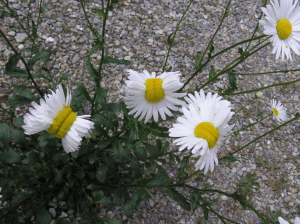 Les fameuses marguerites