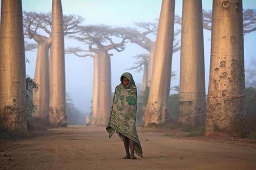 Une jeune fille malgache se déplace au milieu des baobabs,uniquement vêtue d'un mince tissu.