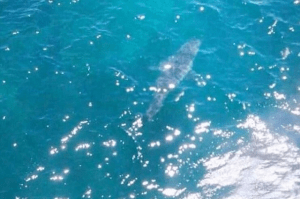 Le splendide animal tel que photographié.