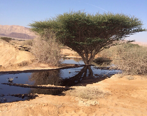 Une fuite de pétrole négligée au nord d'Israel...l'environnement on s'en fout!