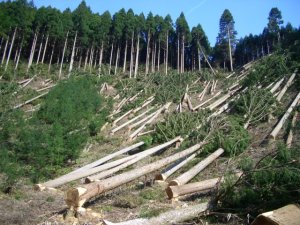 deforestation1