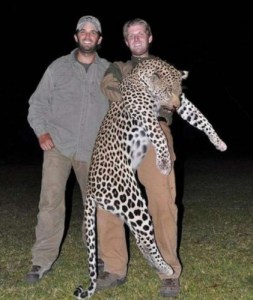 Ici, on peut voir Donald Junior et son frère cadet Eric posant avec une de leur prise, un léopard qu’ils ont abattu en Afrique. Donald s’est par la suite justifié en affirmant qu’il ne s’agissait pas simplement de tuer un animal pour le plaisir, et d’ajouter que les villageois étaient très heureux d’avoir pour une fois de la viande au dîner et qu’ils étaient très reconnaissants.