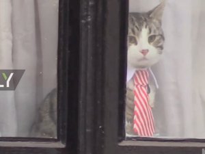 Au moins le chat a la fenètre pour regarder!