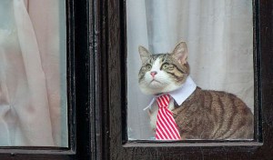 toujours-prive-dinternet-julian-assange-sennuie-et-deguise-son-chat