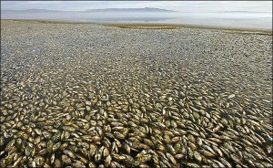 À cause de plus de 450 tonnes d'eau irradiée rejetée à la mer,ce sont des millions de poissons morts que nous retrouvons,maintenant,face à la baie de Fukushima et sur les plages japonaises.