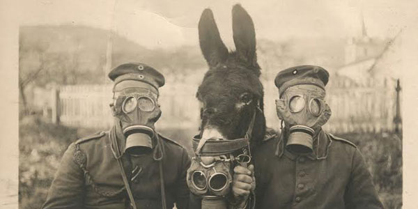 Face aux gaz de combat,des soldats allemands portent des masques à gaz ainsi que leur mule.Cela se passait en 1916.