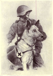 Ce chien sauva la vie de nombreux soldats allemands durant la guerre./This dog saved the lives of many German soldiers during the war.